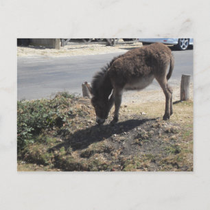 Niedlicher Donkey Foal Postkarte