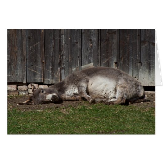 Niedlicher Donkey nach einem Sandbad (Vorderseite (Horizontal))