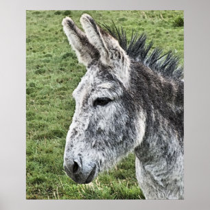 NIEDLICHER DONKEY POSTER