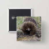 Niedlicher Echidna von Australien Button (Vorne & Hinten)