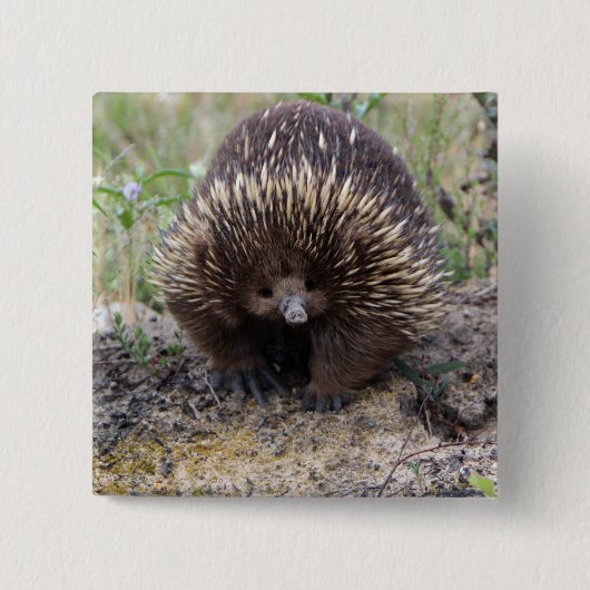 Niedlicher Echidna von Australien Button (Vorderseite)