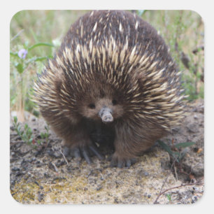 Niedlicher Echidna von Australien Quadratischer Aufkleber