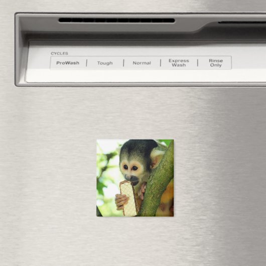 Niedlicher Eichhörnchenaffe, der einen Wafer Biscu Magnet (In Situ (Geschirrspüler))