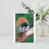 Niedlicher Eichhörnchenaffe Panama tropischer Rege Postkarte (Stehend Vorderseite)