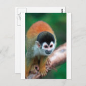 Niedlicher Eichhörnchenaffe Panama tropischer Rege Postkarte (Vorne/Hinten)