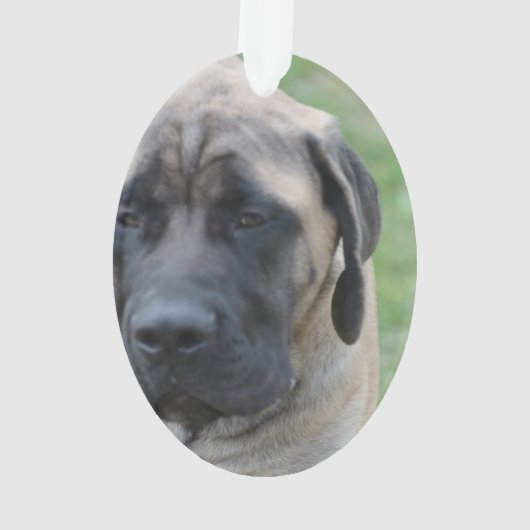 Niedlicher englischer Mastiff Ornament (Rückseite)