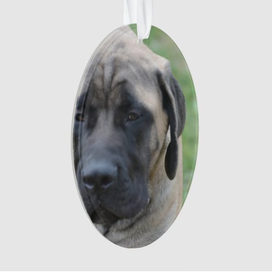 Niedlicher englischer Mastiff Ornament (Vorderseite)
