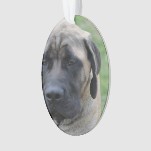 Niedlicher englischer Mastiff Ornament (Vorderseite)