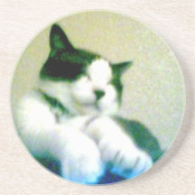 niedlicher entspannter Kitty