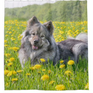 Niedlicher Eurasier Hund auf einer Wiese mit Lüste Duschvorhang