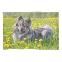 Niedlicher Eurasier Hund in einer Wiese blühende L