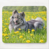 Niedlicher Eurasier Hund in einer Wiese blühende L Mousepad (Vorne)