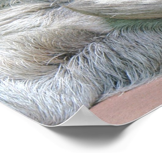 Niedlicher Faulenzer! Poster (Ecke)