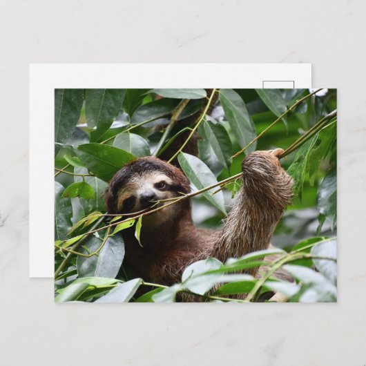 Niedlicher Faultier Postkarte (Vorne/Hinten)