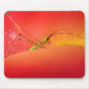 Niedlicher Fehler in einer Blume der Roten Orangen Mousepad