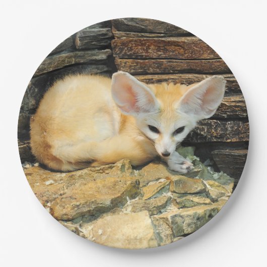 Niedlicher fennec Fuchs Pappteller (Vorderseite)