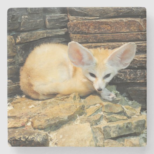 Niedlicher fennec Fuchs Steinuntersetzer (Vorderseite)