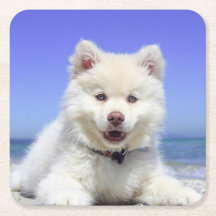 Niedlicher finnischer Lapphund Puppy