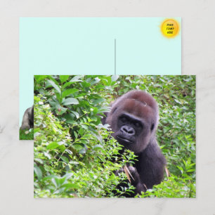 Niedlicher Flüchtige Blick-A-Boo Gorilla Postkarte