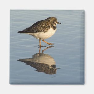 Niedlicher Flussuferläufer-Magnet Magnet