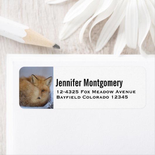 Niedlicher Fox hat das Foto im Winter aufgerissen (Insitu)