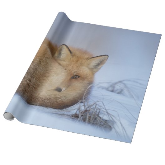 Niedlicher Fox hat das Foto im Winter aufgerissen Geschenkpapier (Ungerollt)