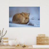 Niedlicher Fox hat das Foto im Winter aufgerissen Poster (Küche)