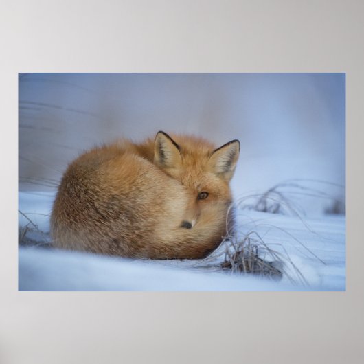 Niedlicher Fox hat das Foto im Winter aufgerissen Poster (Vorne)