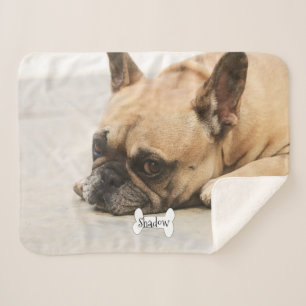 Niedlicher französische Bulldogge Frenchie Sherpadecke