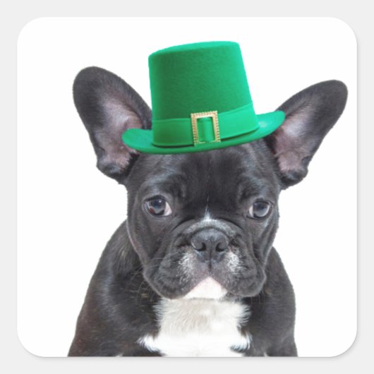 Niedlicher französischer Bulldog mit Hat St. Patri Quadratischer Aufkleber (Vorderseite)