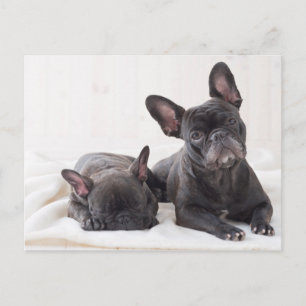 Niedlicher französischer Bulldog Postkarte