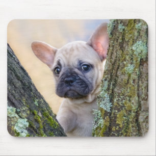 Niedlicher französischer Bulldog Welpe in einer Zw Mousepad