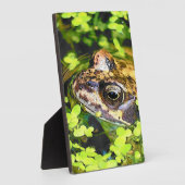 NIEDLICHER FROG FOTOPLATTE (Seite)