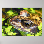 NIEDLICHER FROG POSTER (Vorne)
