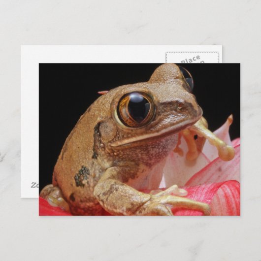 Niedlicher Frosch auf Blume Postkarte (Vorne/Hinten)