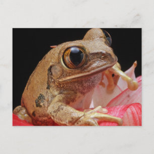 Niedlicher Frosch auf Blume Postkarte