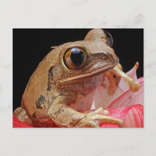 Niedlicher Frosch auf Blume Postkarte (Vorderseite)