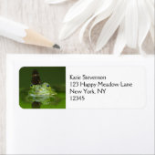 Niedlicher Frosch mit einem Schmetterling auf der (Insitu)