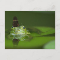 Niedlicher Frosch mit einem Schmetterling auf der