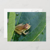 Niedlicher Frosch Postkarte (Vorne/Hinten)