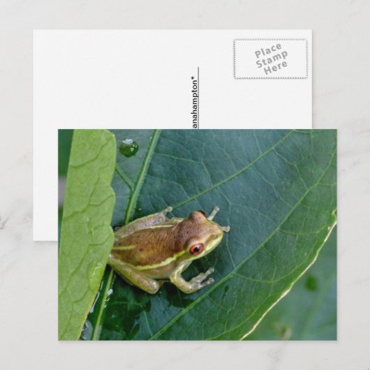 Niedlicher Frosch Postkarte (Vorne/Hinten)