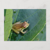 Niedlicher Frosch Postkarte (Vorderseite)