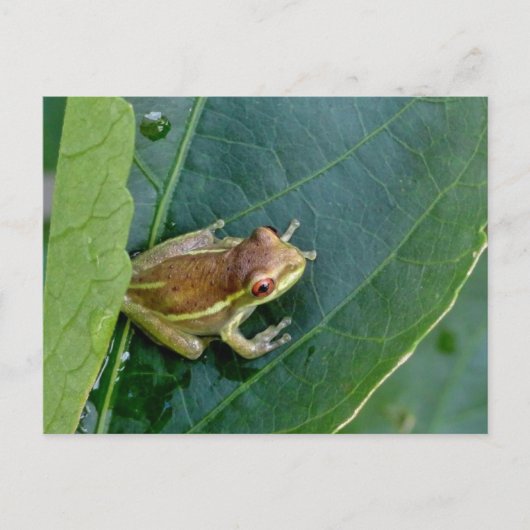Niedlicher Frosch Postkarte (Vorderseite)