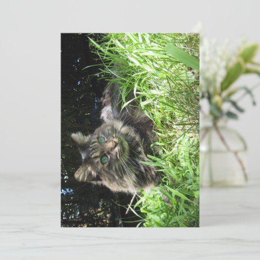 Niedlicher Funny Maine Coon (Stehend Vorderseite)