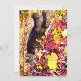 Niedlicher Funny Maine Coon Die Leaf-Inspektion