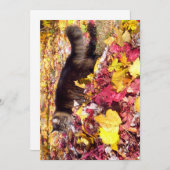 Niedlicher Funny Maine Coon Die Leaf-Inspektion (Vorne/Hinten)