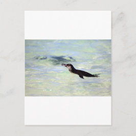 Niedlicher Galapagos-Pinguin Postkarte