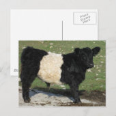 Niedlicher Galloway Calf Postkarte (Vorne/Hinten)