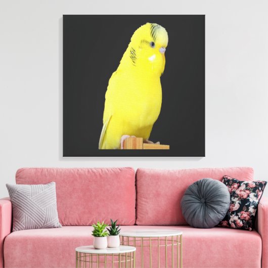 niedlicher gelber Wellensittich Leinwanddruck (Insitu (Wohnzimmer))