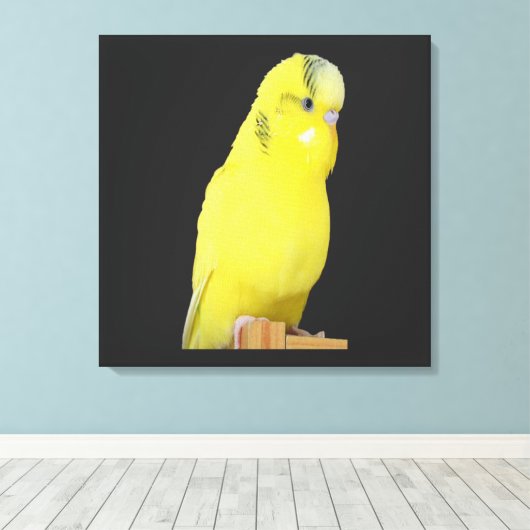niedlicher gelber Wellensittich Leinwanddruck (Insitu (Holzboden))
